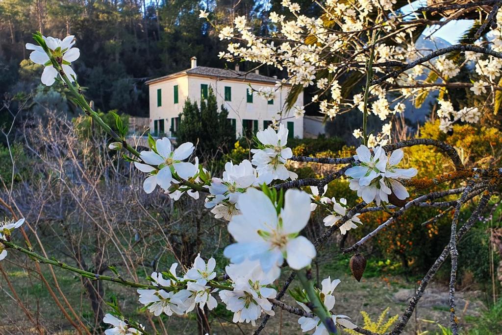 Bunyola House | Agroturisme Finca Sa Maniga