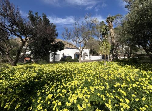Nijar House | El Olivo