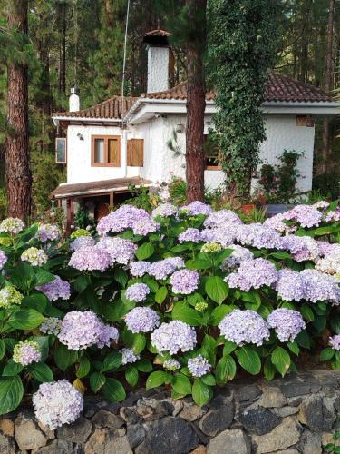 Icod de los Vinos House | Floral garden house