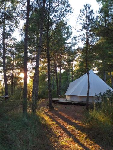Naves Other | Forest Days