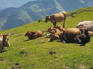 Casa La Matuca Senda Del Oso Asturias | Quiros