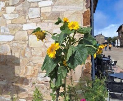 Foncebadon Hostel | Albergue Monte irago
