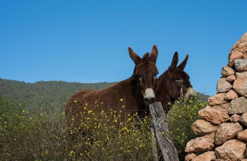 Sant Josep de sa Talaia Villa | Villa Natura