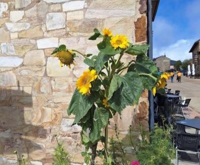 Foncebadon Hostel | Albergue Monte irago