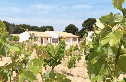 Sant Francesc Xavier House | Aptos rurales Can Pep de Sa Barda - Viñedos y tranquilidad