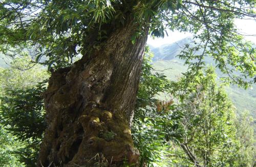 Odollo House | Carriles Romanos