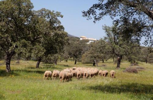 Retamal de Llerena House | Cortijo Los Lomillos - La Encina