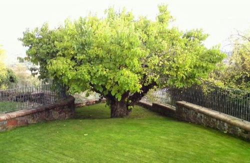 El Rasillo de Cameros House | El Patio de la Morera