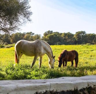Area metropolitana de Ciutadella Villa | Son Mestres de Baix