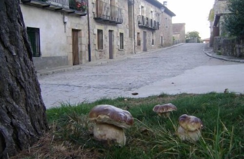 Molinos de Duero Cottage | Uncle Benito's House for 6 people