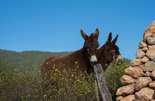 Sant Josep de sa Talaia Villa | Villa Natura