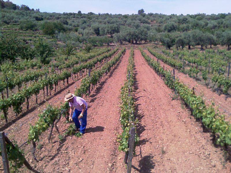 Photo of Others in Sotoserrano