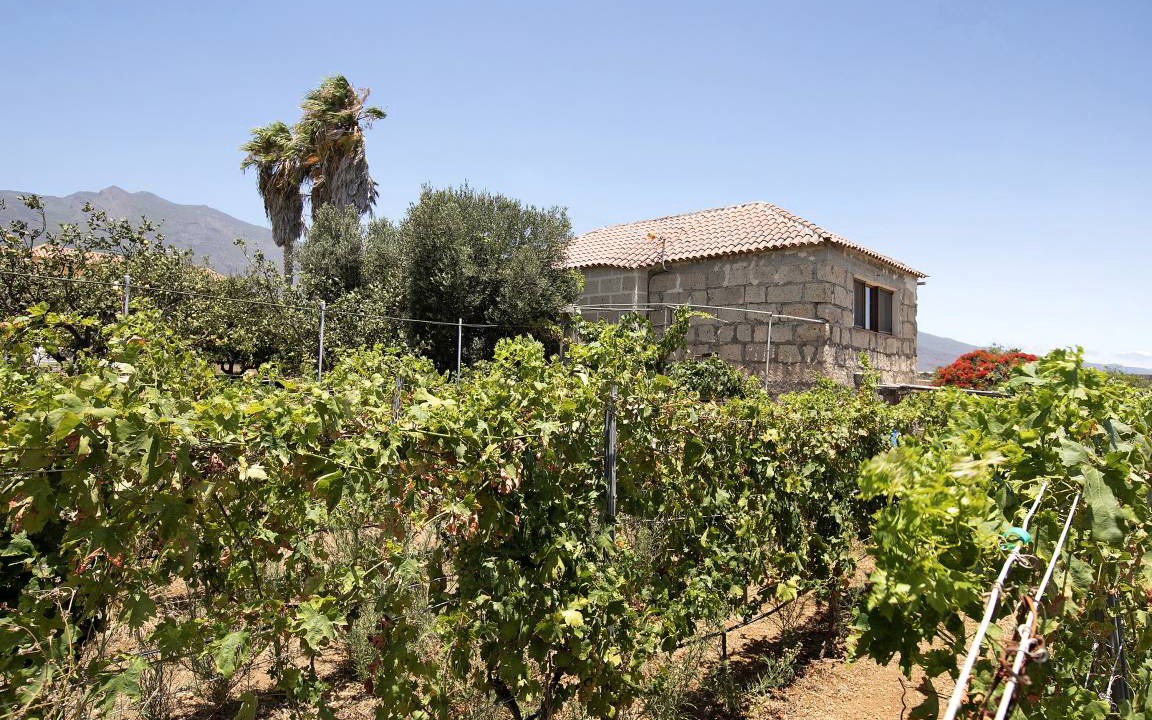 Photo of Others in Guimar