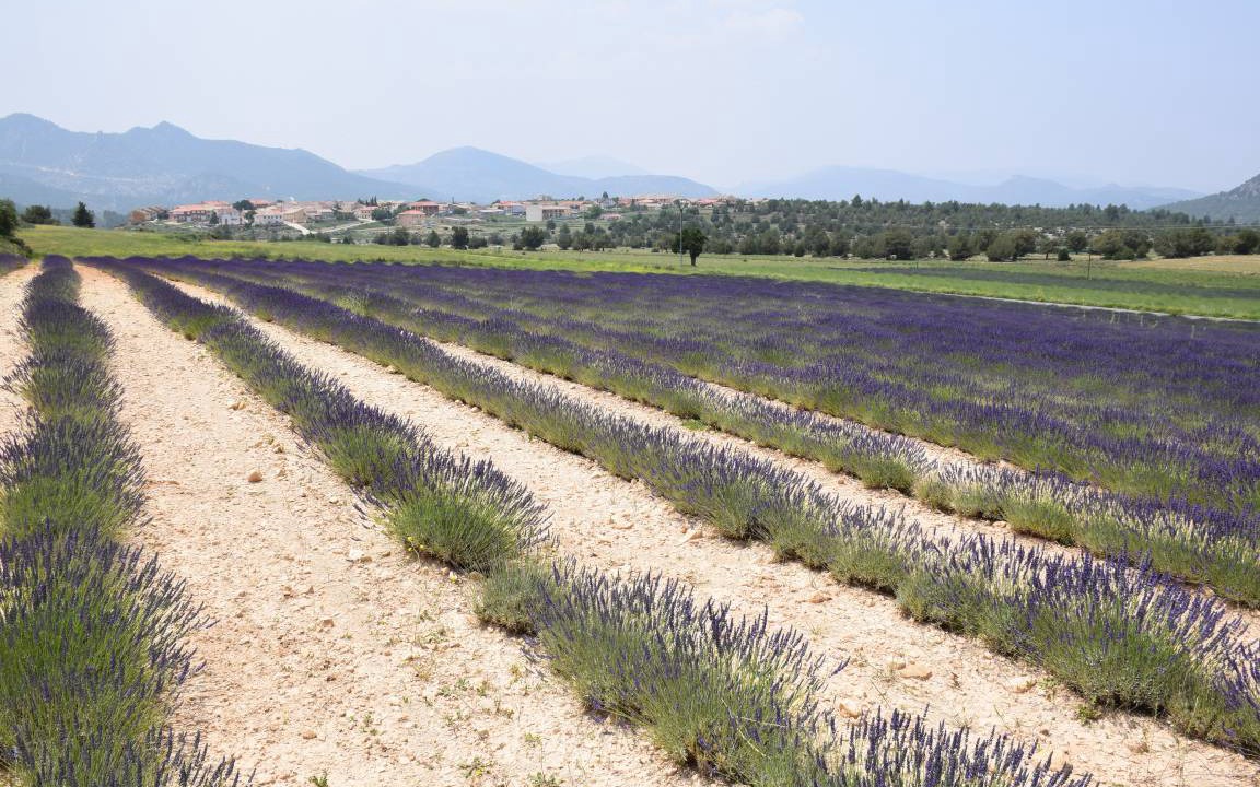 Photo of Others in Calar de la Santa