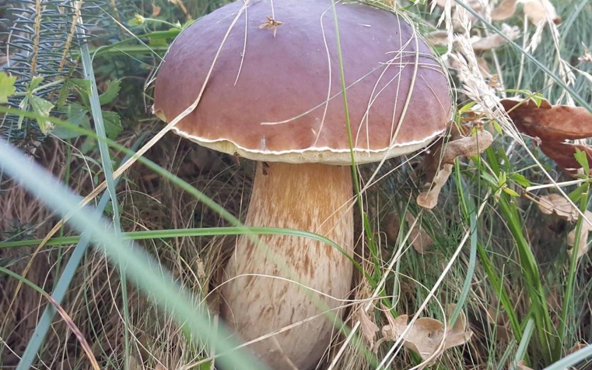Photo of Outdoor in San Pelayo de Montija