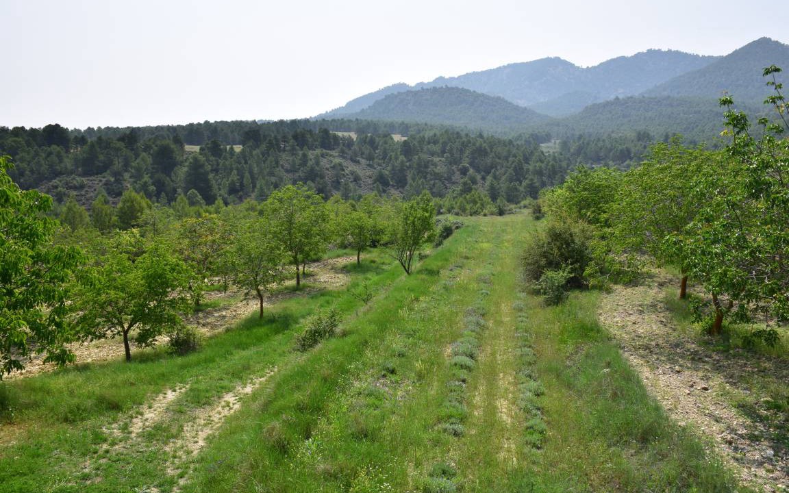 Photo of Others in Mazuza