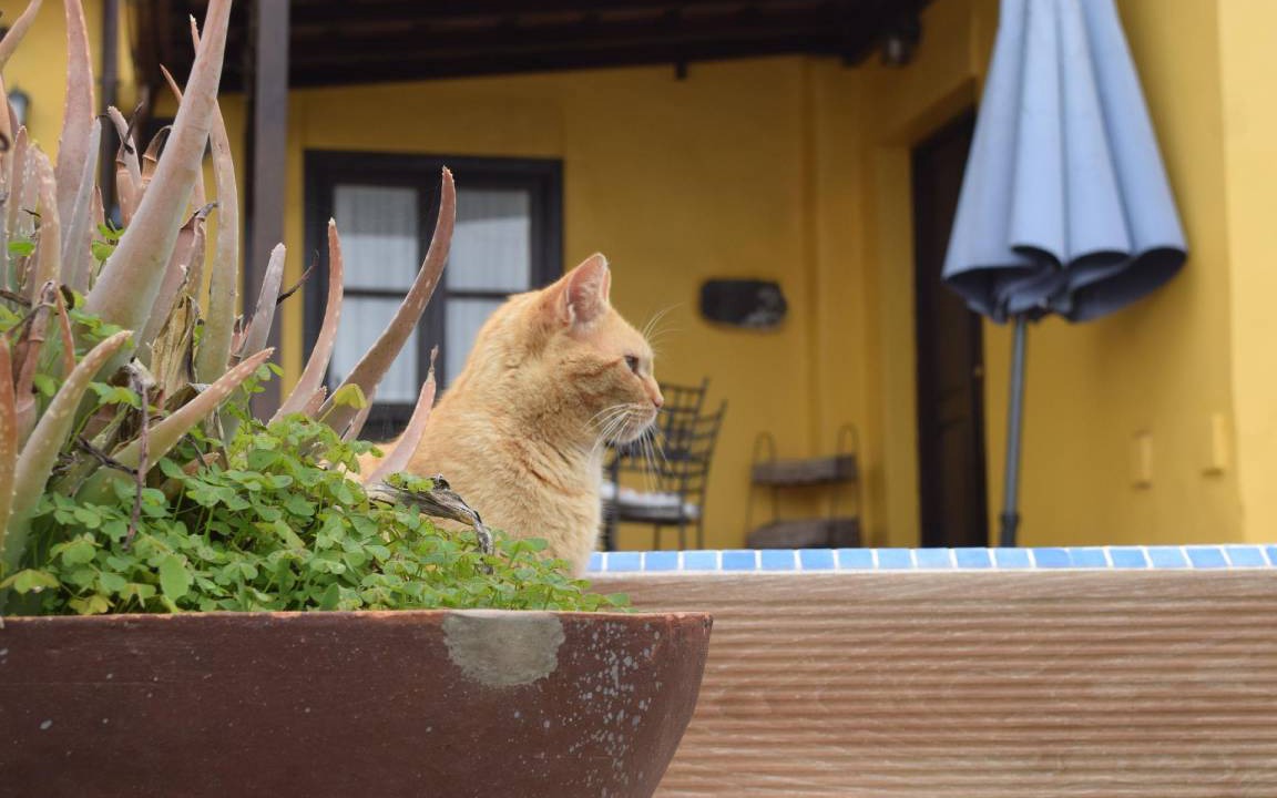 Photo of Others in El Rosario
