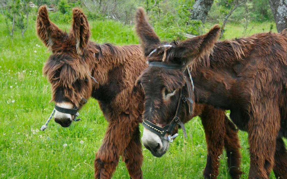 Photo of Others in Robledondo