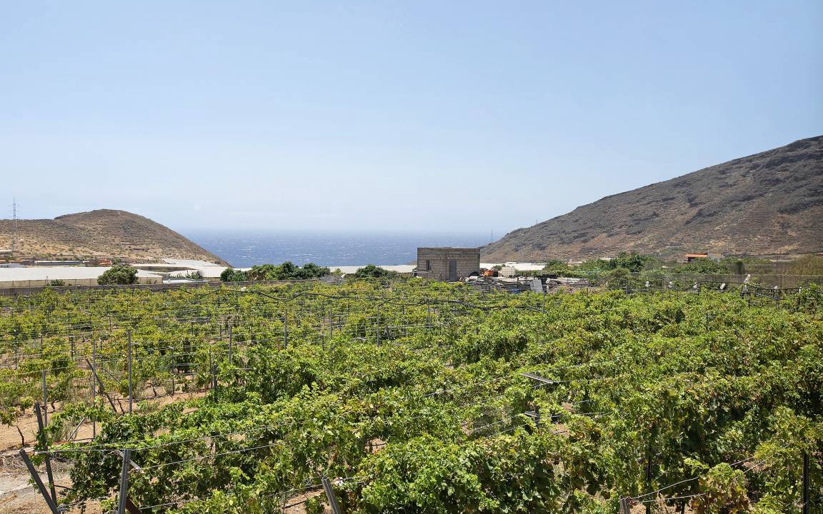 Photo of Others in Guimar