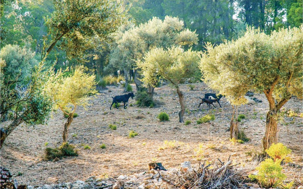 Photo of Others in Estellencs