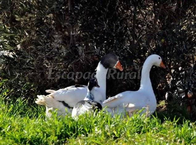 Photo of Others in El Serrat de l'Ametlla