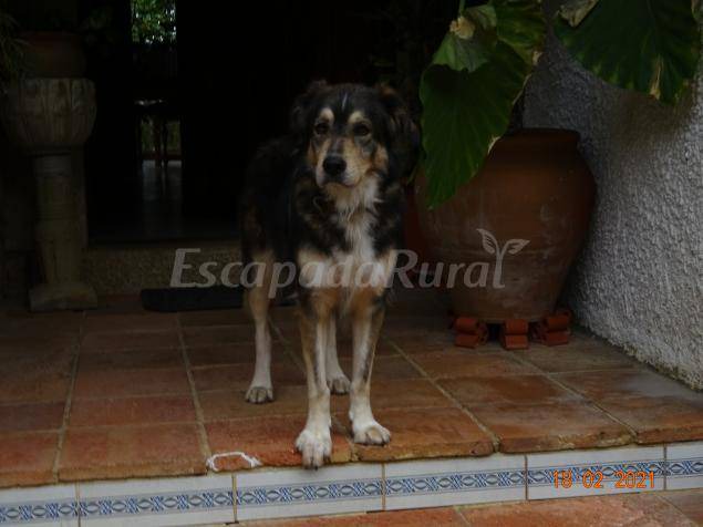 Photo of Others in Romanya de la Selva