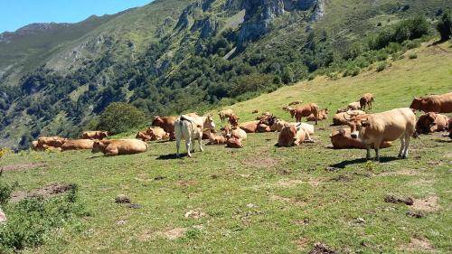 Photo of Others in Felechosa