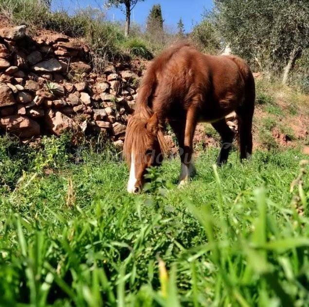 Photo of Others in El Serrat de l'Ametlla