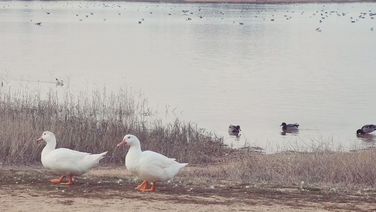 Photo of Others in Villafranca de los Caballeros