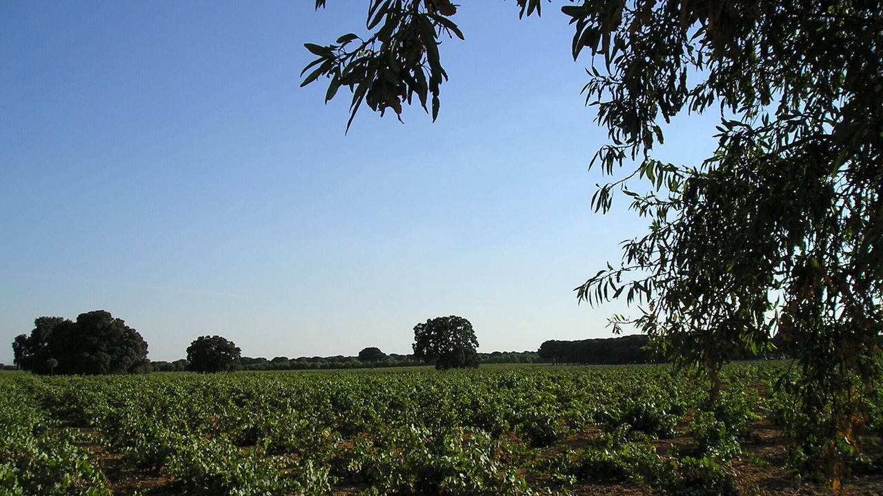 Photo of Outdoor in Villarrobledo