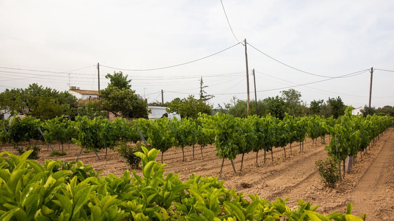 Photo of Outdoor in San Martin Sarroca