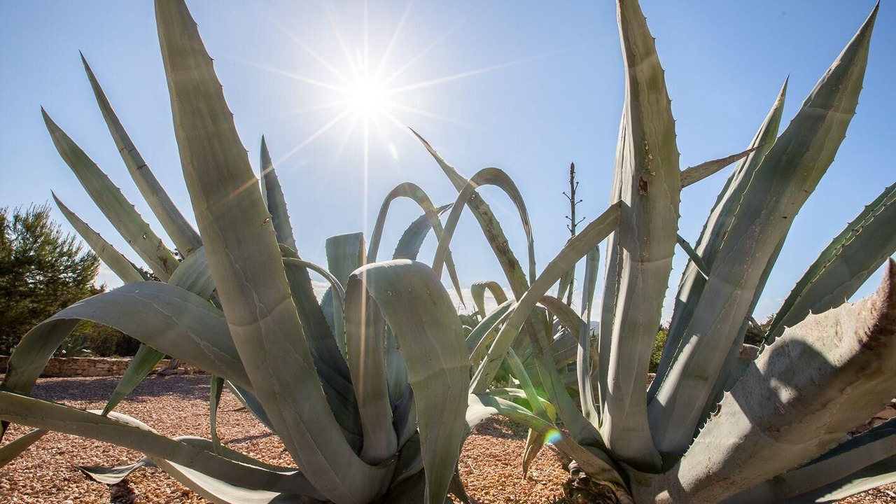Photo of Outdoor in Formentera