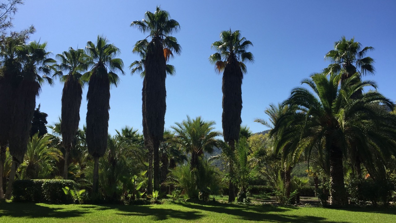 Photo of Outdoor in Puigpunyent