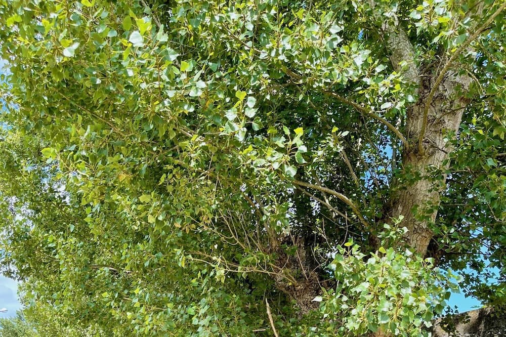 Photo of Outdoor in Viveiro