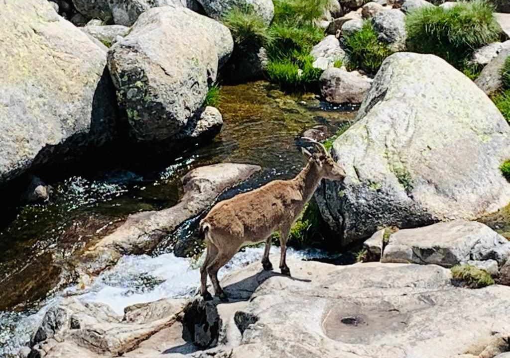 Photo of Others in Navarredonda de Gredos