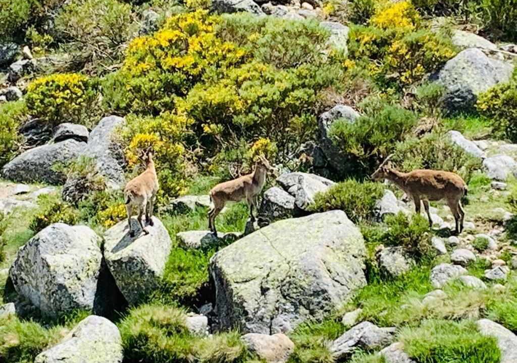 Photo of Outdoor in Navarredonda de Gredos