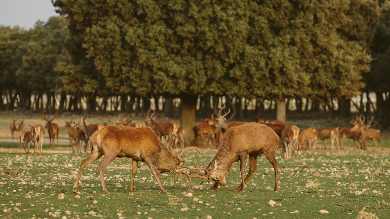 Photo of Others in Quintanilla de Onesimo