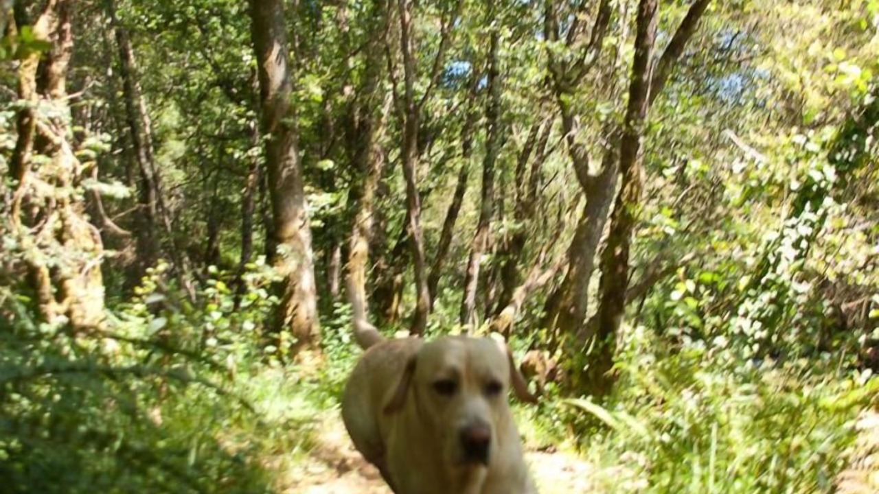 Photo of Outdoor in O Pino
