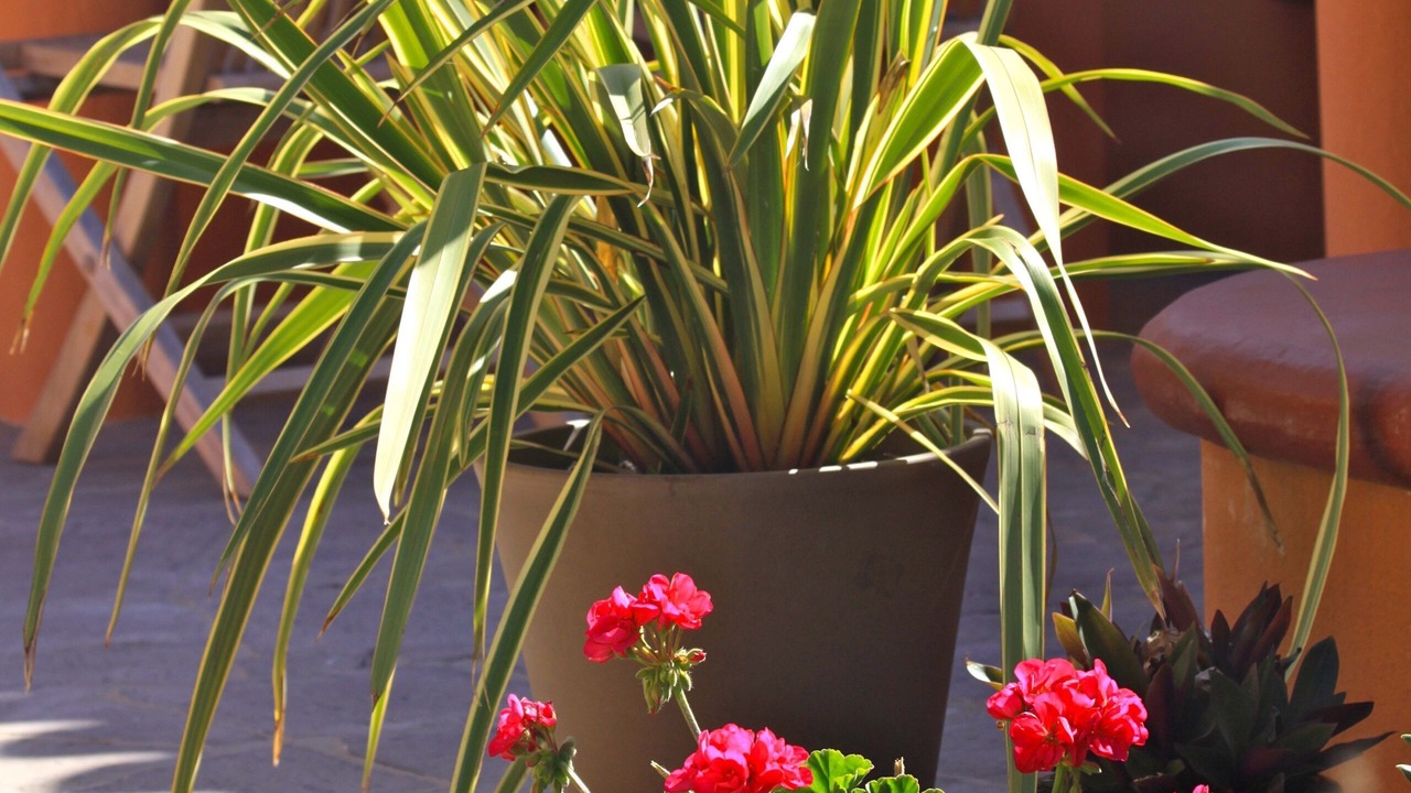 Photo of Outdoor in Arico
