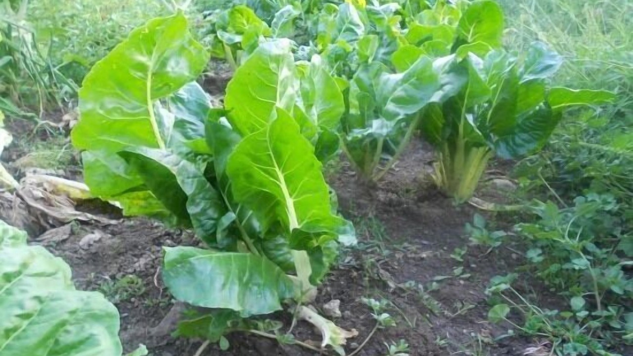 Photo of Outdoor in Menasalbas