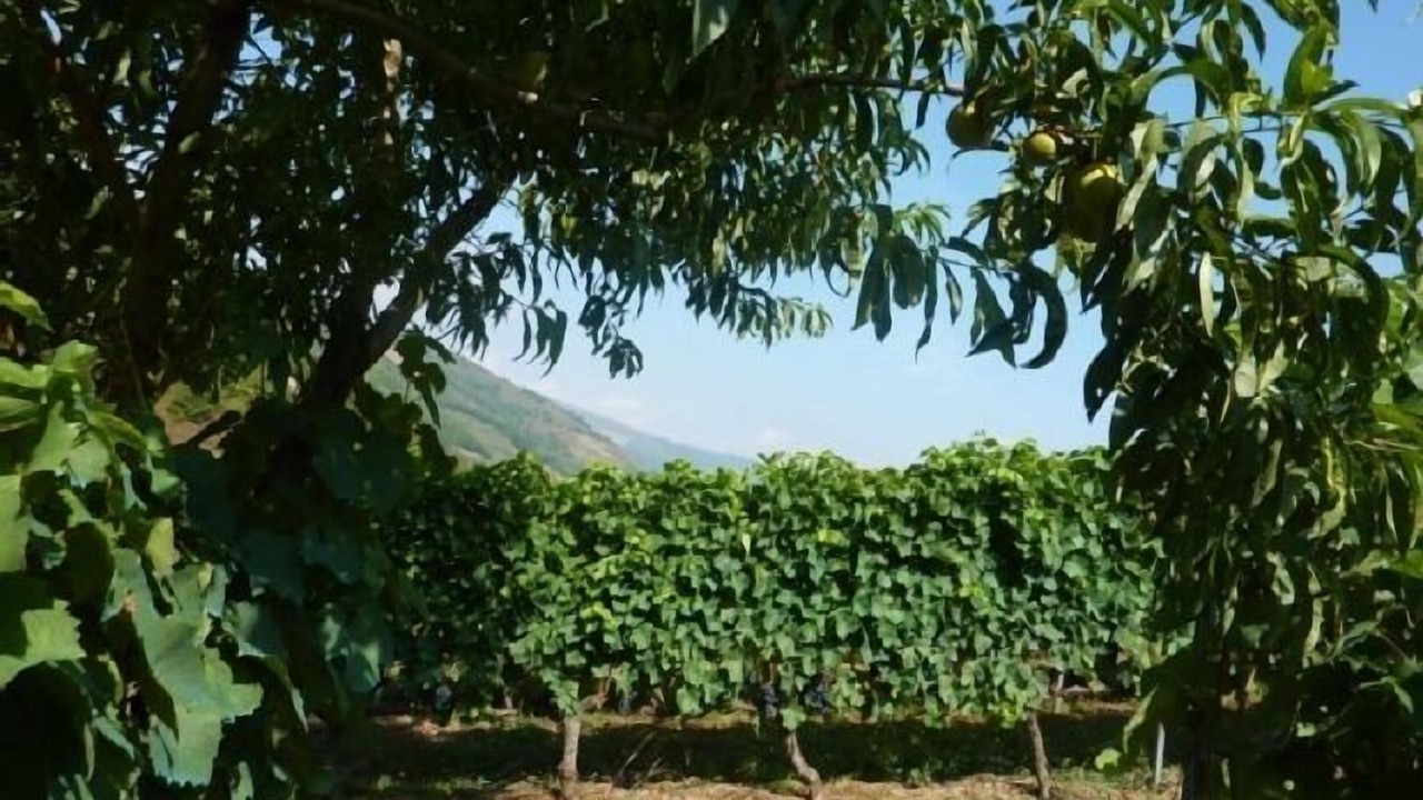 Photo of Outdoor in Limes