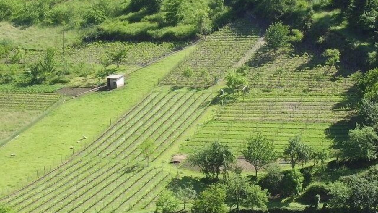 Photo of Outdoor in Limes