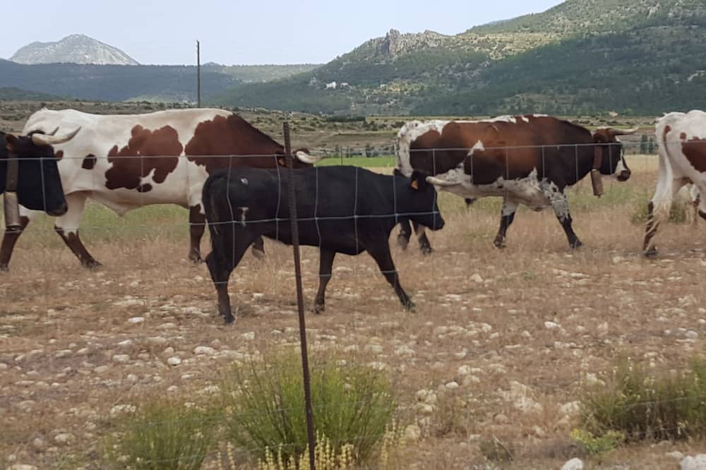 Photo of Others in Moratalla