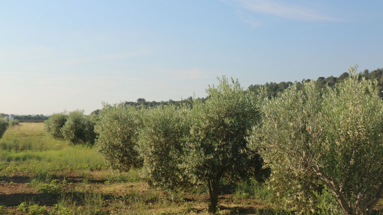 Photo of Outdoor in Masarac