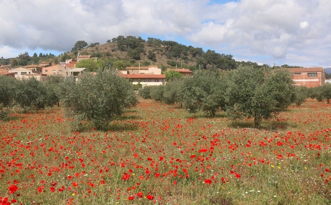 Photo of Outdoor in Masarac