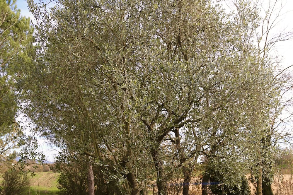 Photo of Outdoor in Llagostera