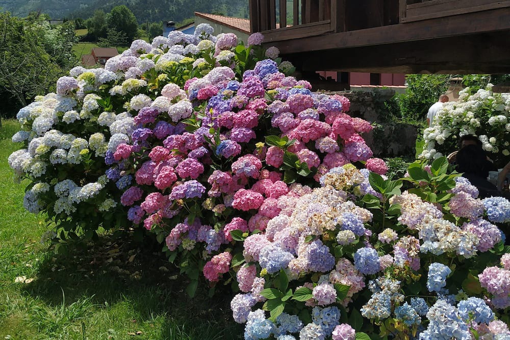 Photo of Outdoor in Cangas de Onis