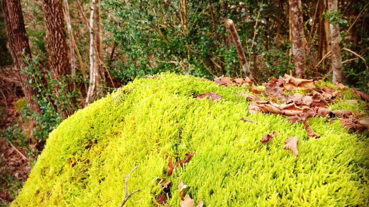 Photo of Outdoor in Castejon de Sos