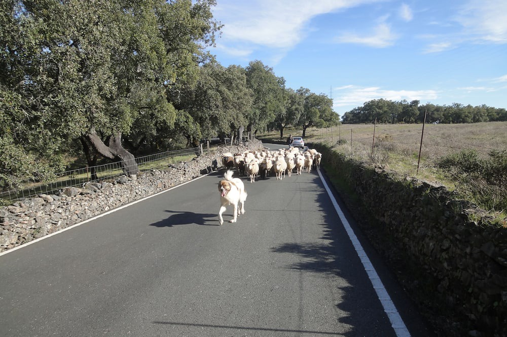 Photo of Others in Corteconcepcion