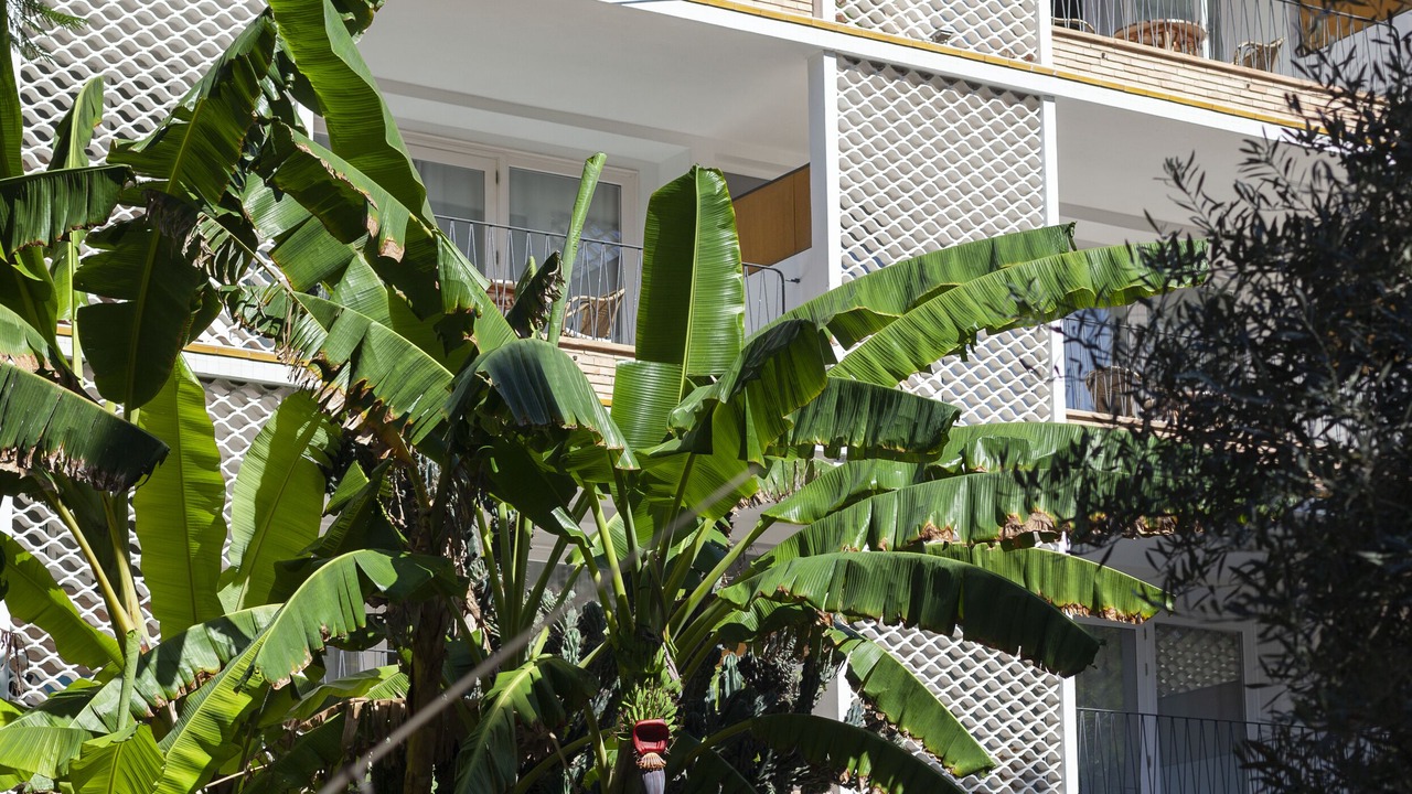 Photo of Outdoor in Son Armadams